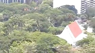 Oriental Dilettante  immature Copulates a Chap